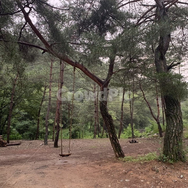 나무,tree,plant,식물,treetrunk,나무줄기,ground,바닥,야경,서울야경,한강,도시,한강야경