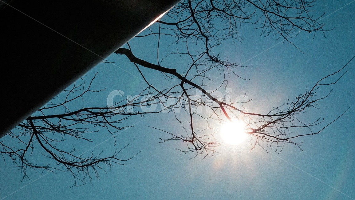 하늘,태양,노을,색감,나무,sky,sun,sunset,color,tree,자연,풍경,nature,landscape,flare,플레어,light,빛