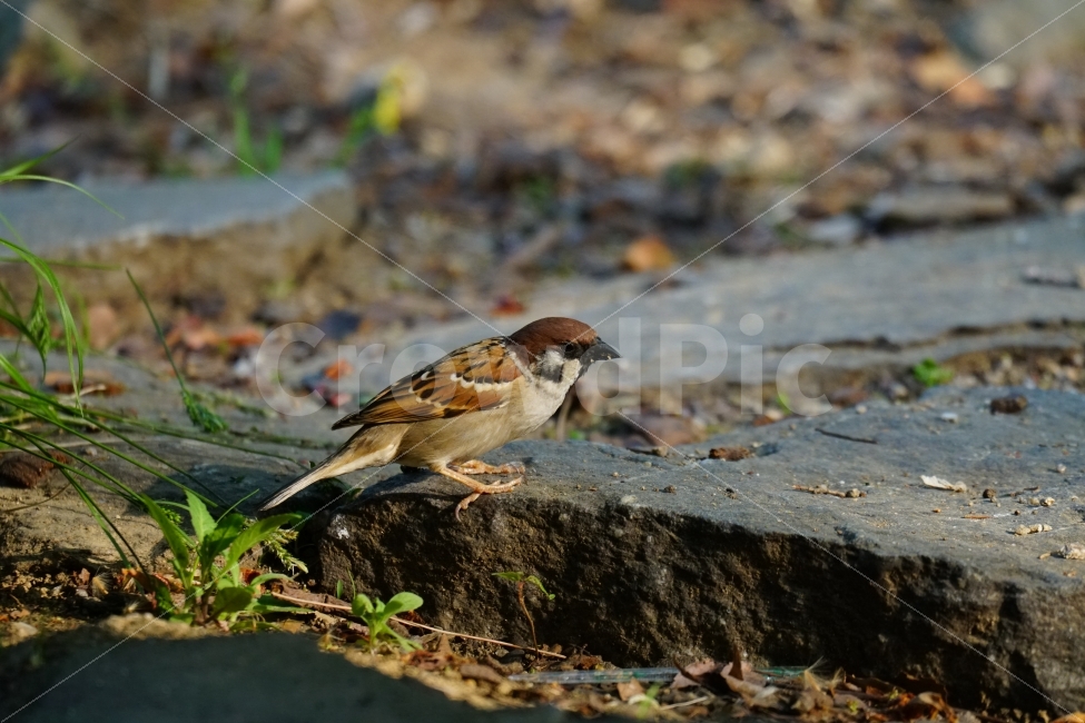 참새,조류,동물,공원,식물,나무,잎사귀,자연,bird,animal,nature,귀여운,귀엽다,lovely,cute,큐티,pretty,감성,감성사진,힐링,힐링사진,동물,animal,조류,새,birds