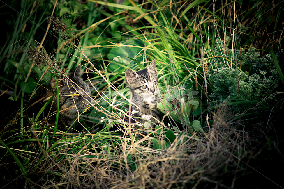 고양이,새끼고양이,길고양이,바닷가,산책,귀여운,cat,kitten,kitty,mother,mom,baby,식물,자연,plants,nature,동물,animal,포유류,mammal,고양이,cat,kitten,kitty