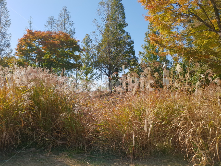갈대,가을,낙엽,단풍,단풍나무,숲,고향,향수,가을,계절,fall,autumn,season,자연,풍경,nature,landscape,tree,나무,plant,식물,fir,전나무