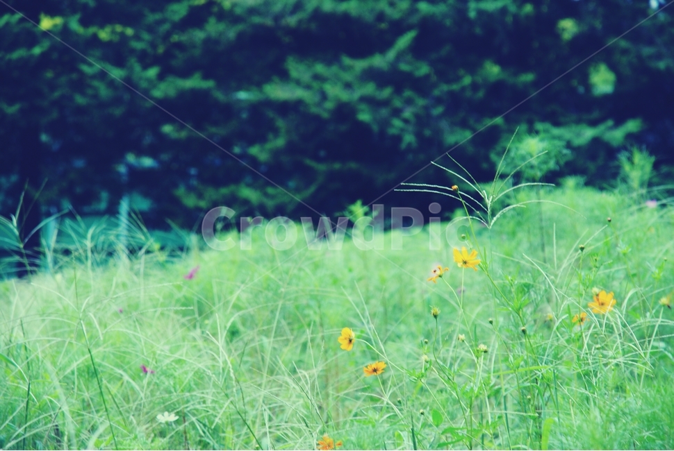 초록,꽃,풀,green,flower,glass,코스모스,cosmos,식물,자연,plants,nature,꽃,flower,감성,sensible,feeling