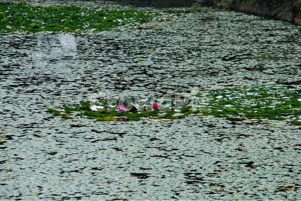 연못,한국식정원,연꽃,못,정원,자연,풍경,nature,landscape,flower,꽃,blossom,plant,식물