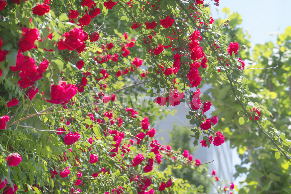 자연,풍경,봄,꽃,장미,식물,자연,plants,nature,꽃,flower
