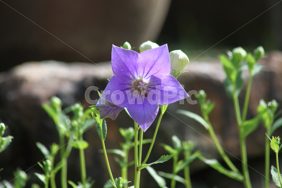도라지,꽃,도라지꽃,길경채,balloonflower