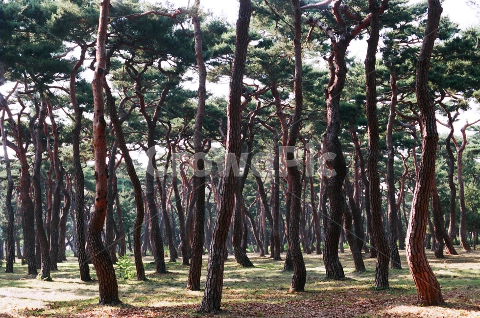 경주,황성공원,소나무,빛,필름카메라,자연,풍경,nature,landscape,tree,나무,plant,식물,land,땅,woodland,삼림지,outdoors,옥외,vegetation,초목,forest,숲,grove,작은 숲,tree trunk,나무 줄기
