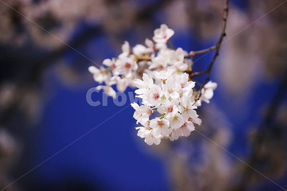 벚꽃,봄,야간,밤,파랑,분홍,아련,감성사진,봄,계절,spring,season,야경,밤,풍경,nightscape,night,landscape,식물,자연,plants,nature,꽃,flower,감성,sensible,feeling,plant,blossom
