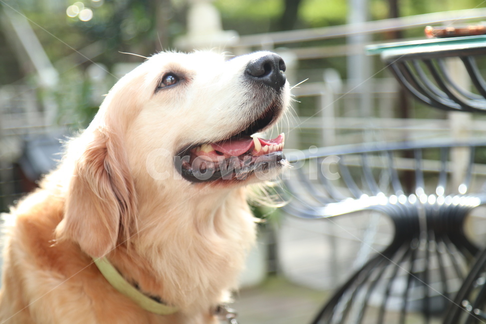 동물,animal,골든리트리버,dog,개,goldenretriever,pet,애완동물,웃음,미소,간절,눈빛