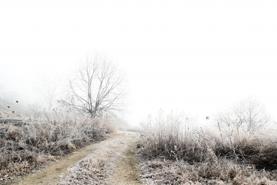 길,언덕,눈꽃,안개,겨울,흰이미지,시골,고향,새벽,겨울,계절,winter,season,자연,풍경,nature,landscape,outdoors,옥외,snow,눈