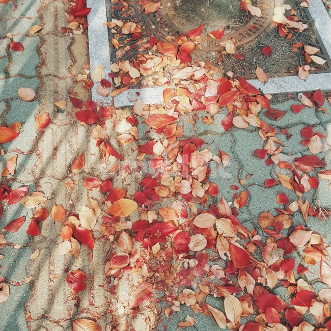 가을,낙엽,fall,autumn,빨강,red,leaf,햇살,나뭇잎,잎,가을,계절,fall,autumn,season,plant,식물
