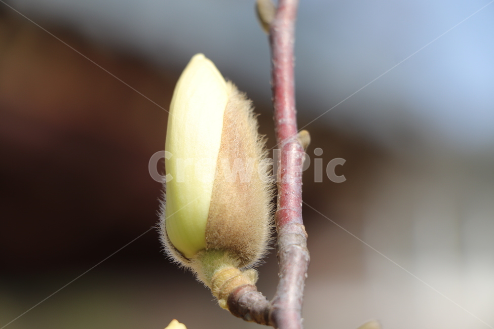 봄,목련,따뜻함,봄꽃,꽃,plant,blossom,flower,sprout,새싹