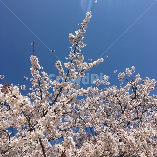 봄,하늘,벚꽃,풍경,꽃