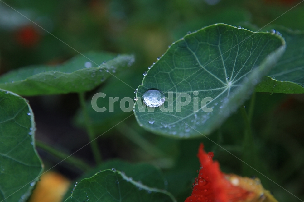 물방울,싱그러움,깨끗함,여름,식물,식물,자연,plants,nature