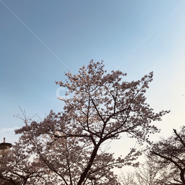 벚꽃,꽃,flower,plant,식물,하늘,봄