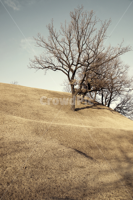 나무,몽촌토성,토성,잠실,잔듸,백제,올림픽공원,가을,계절,fall,autumn,season,자연,풍경,nature,landscape,grassland,목초지,field,들,outdoors,옥외,plant,식물,tree