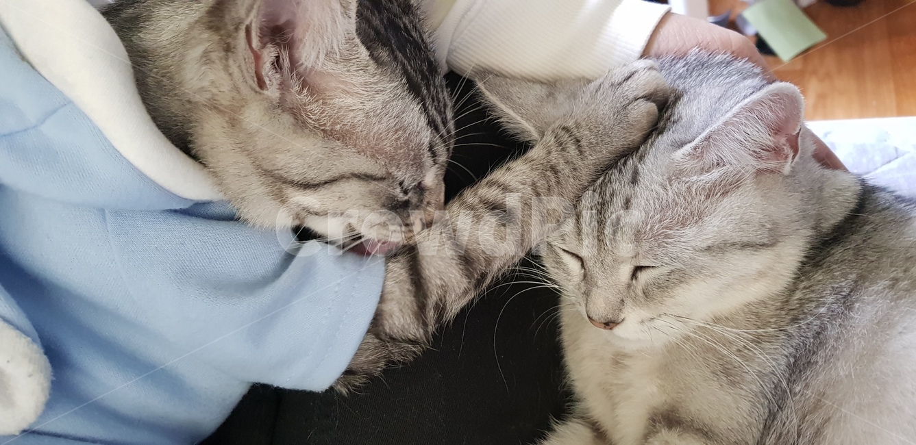 고양이,너의죄를사하노라,귀여움,아기고양이,어미고양이,미묘,냥냥펀치,브숏,브리티쉬숏헤어,아숏,아메리칸숏헤어,회색고양이,개냥이,동물,animal,포유류,mammal,고양이,cat,kitten,kitty