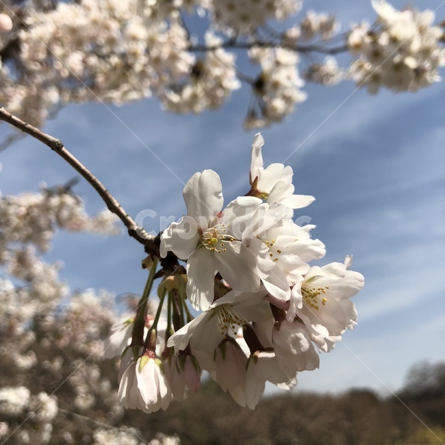 자연,풍경,나무,꽃밭,벚꽃,식물,자연,plants,nature,꽃,flower