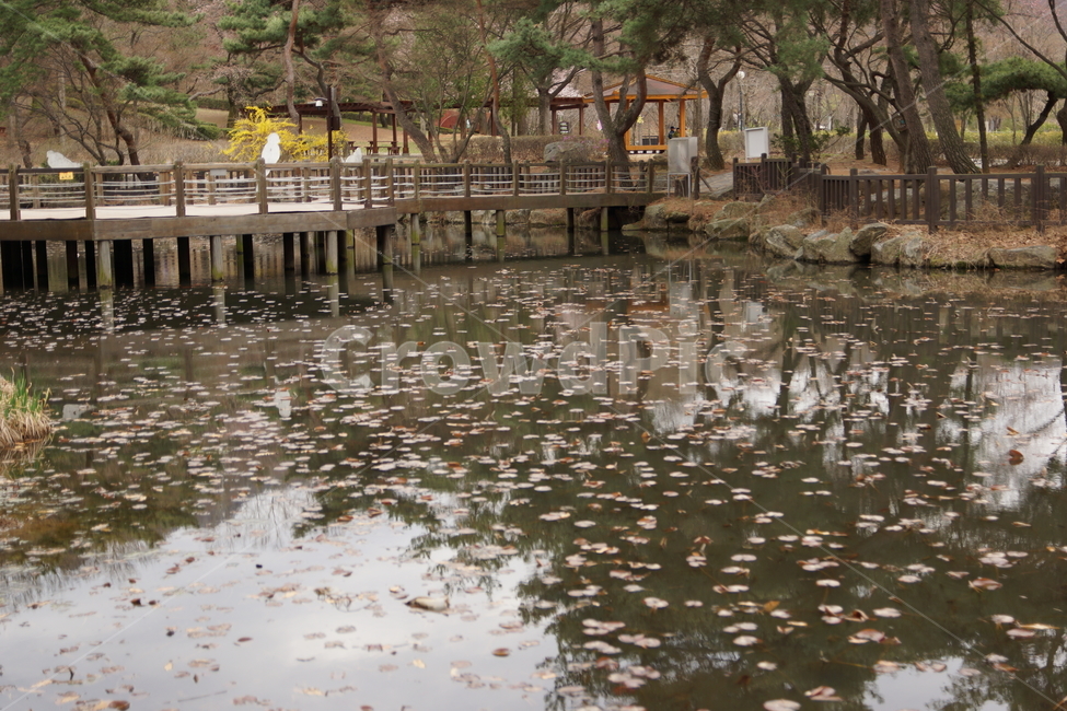 연못,물,비치다,자연,강,식물,고요한,자연,풍경,nature,landscape,water