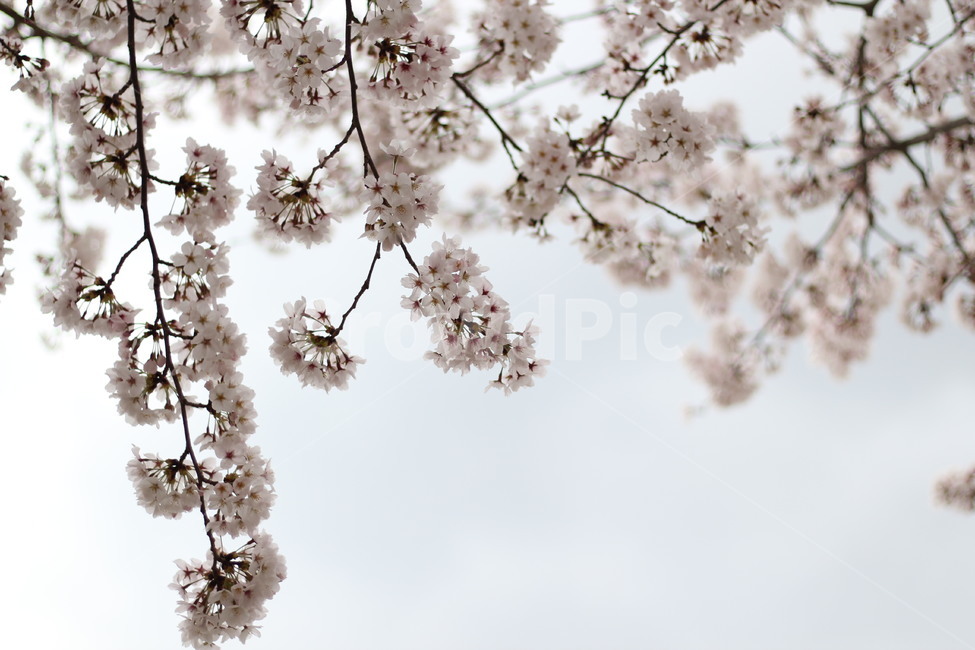 봄,벚꽃,하늘,식물,flower,꽃,blossom,분홍,pink,나무,나뭇가지,cherryblossom
