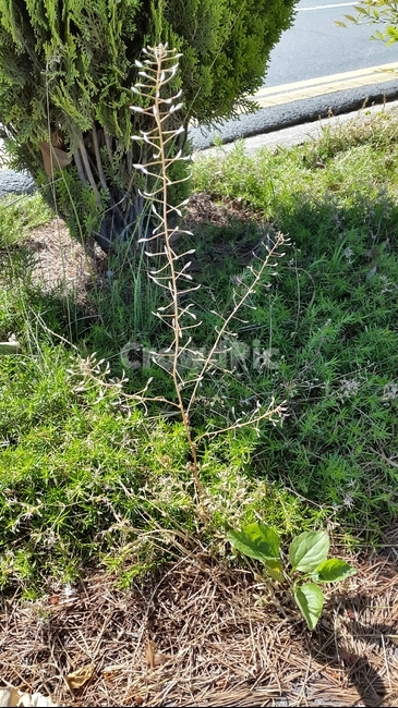 들풀,야생풀,초여름,꼿꼿함,생명,봄,잡초