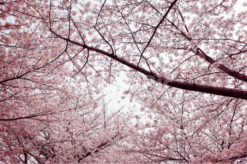 봄,벚꽃,벚꽃나무,꽃,체리블라썸,cherryblossom,봄,계절,spring,season,식물,자연,plants,nature,꽃,flower,나무,trees,wood,plant,blossom,cherry blossom