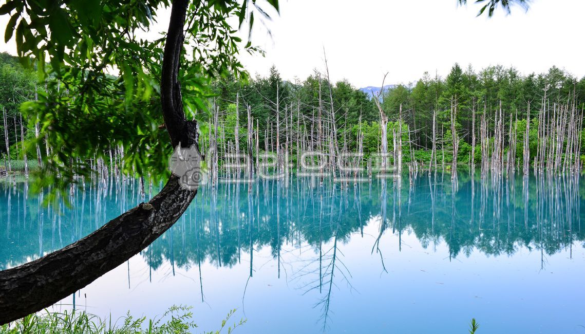 북해도,홋가이도,연못,푸른연못,아오이이케,공원,파란,고사목,반영,신비로운,자연,옥외,숲,숲속,정원,호수