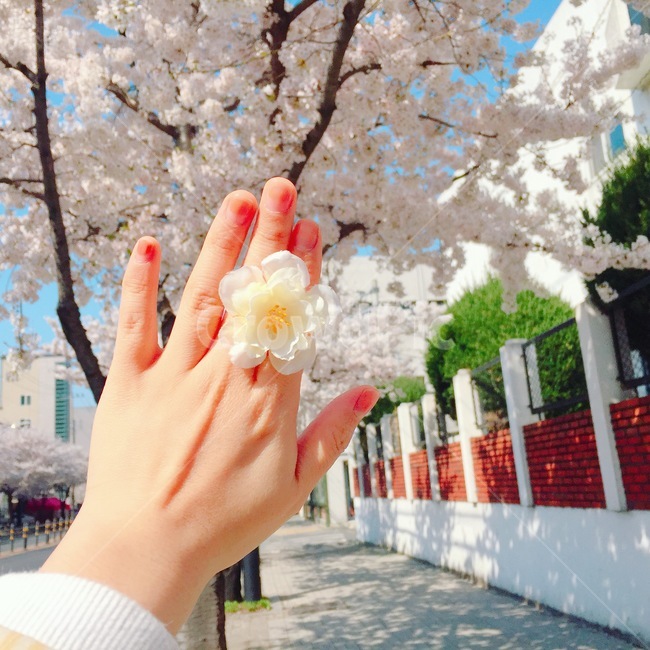 봄,벚꽃놀이,꽃반지,손,꽃놀이,cherryblossom,flowers,봄꽃,벚꽃나무,계절,springseason,식물,자연,plants,nature,꽃,flower,나무,trees,wood,감성,sensible,feeling,푸른하늘,spring,봄감성,여자,여자손,길,골목,낮,오후,hand,화창한,봄날,봄,계절,spring,season,꽃,flower,plant,blossom,cherry blossom,벚꽃