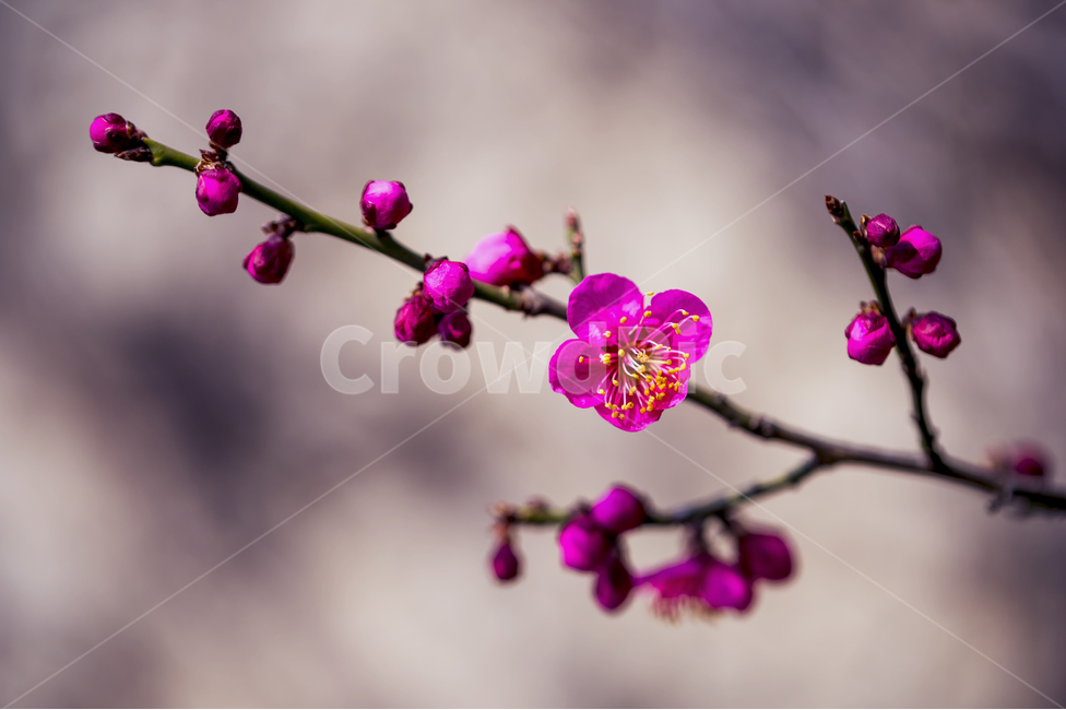 홍매화,매화,봄꽃,개화,봄,꽃,봄,계절,spring,season,식물,자연,plants,nature,꽃,flower,plant,blossom