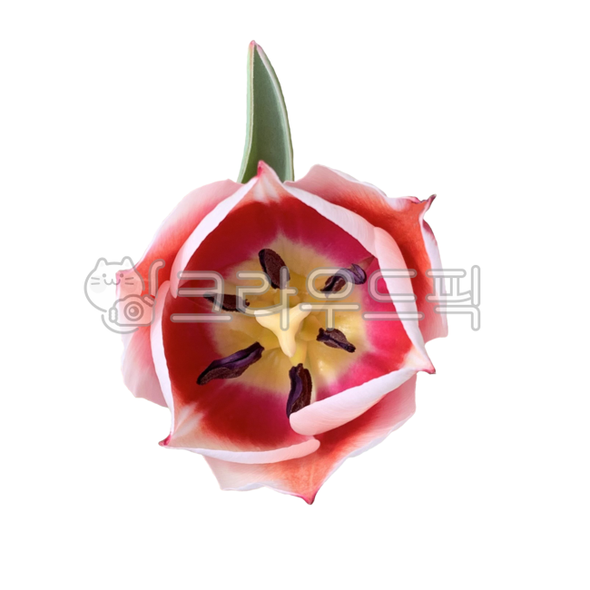 Fresh flower icon,Tulip,anther,Tulip Nuki,spring plants,Flower Nokki,flower sticker,fresh flowers,spring flowers,spring,red tulip,Fresh flowers,petal,flower stamen,season,flower icon,tulip sticker,seasonal flowers,flower png,plant noodle,fresh flower stic