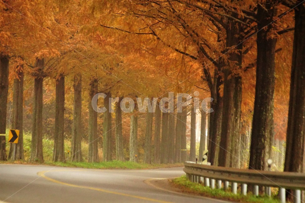 가을,메타세콰이어길,단풍,자연,나무,식물,오렌지색,길,가로수,안개,nature,autumn,fall,trees,자연풍경,한국자연풍경,orangecolor,감성,emotion,plant,maple,가을,계절,fall,autumn,season,자연,풍경,nature,landscape,tree,road,도로