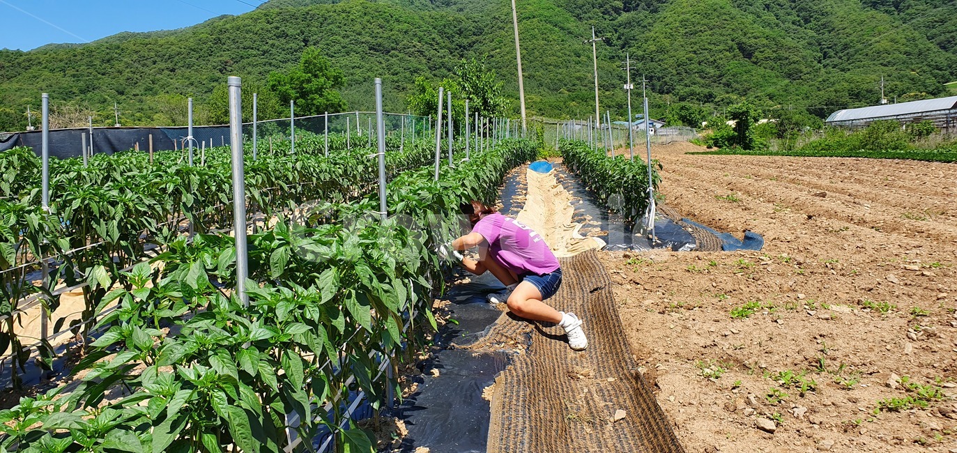 농촌,소녀,수확,체험,자연,farmvilage,girl,harvest,experience,nature,농업,농사,agriculture,farming,farming industry
