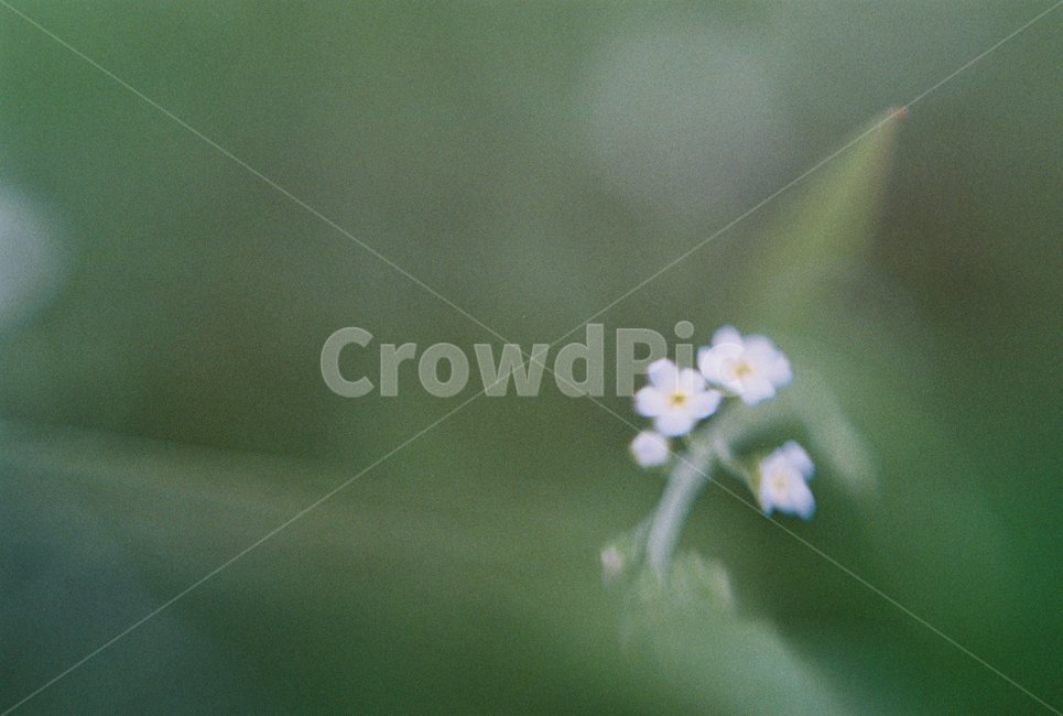 작은꽃,접사,꽃,하얀꽃,흰꽃,아주작은꽃,식물,자연,plants,nature,꽃,flower,감성,sensible,feeling