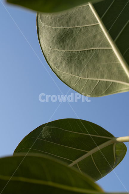 하늘,잎,파랑,파란,깨끗한,맑은,줄기,식물,초록,leaf,곡선,curve,식물,자연,plants,nature