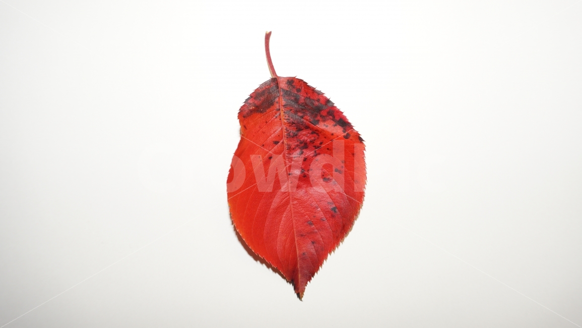 단풍,낙엽,벚나무,누끼,식물,붉은,red,color,누끼사진,가을,fall,ぬき,CherryBlossoms,赤,gules,plant,잎,leaf,가을,계절,fall,autumn,season,식물,자연,plants,nature,누끼,remove background