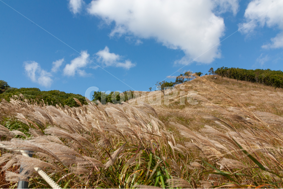 억새풀,가을산행,푸른하늘,등산,명성산,가을,계절,fall,autumn,season,grass,잔디,plant,식물