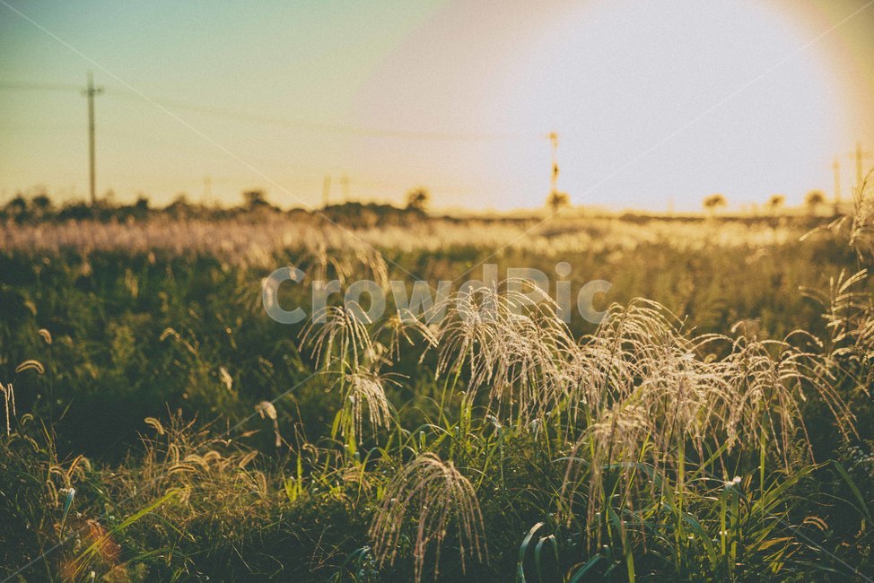 가을,노을,해질녘,자연,감성,sunset,가을,계절,fall,autumn,season,plant,식물,grass,잔디