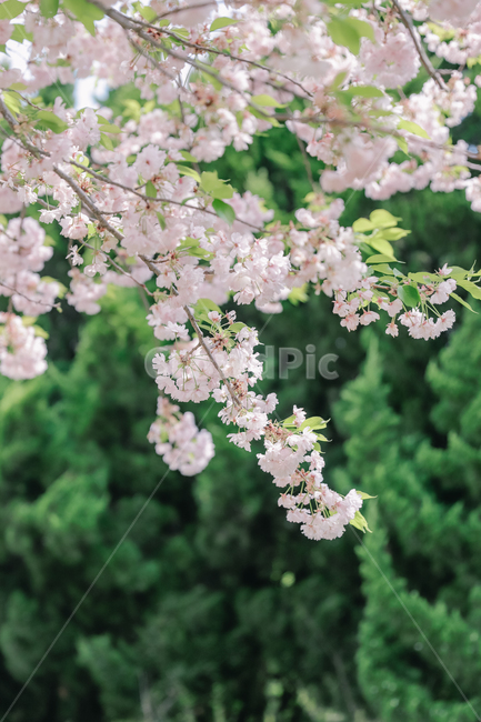 봄,봄꽃,겹벚꽃,봄날씨,꽃,봄,계절,spring,season,식물,자연,plants,nature,꽃,flower,plant,blossom