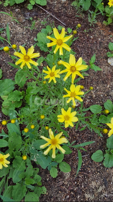 식물,꽃,flower,힐링,노랑,숲,yellow,식물,자연,plants,nature,꽃,flower