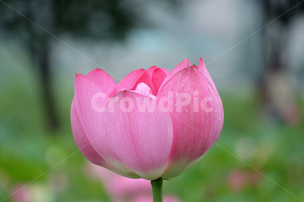 연꽃,꽃,관곡지,자연,풍경,식물,자연,plants,nature,꽃,flower