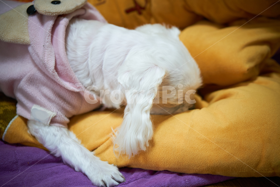 개,강아지,말티즈,마르티스,동물,댕댕이,애니멀,animal,말티스,마르티즈,pet,dog,nature,자연,동물보호,동물,animal,포유류,mammal,개,강아지,dog,doggy