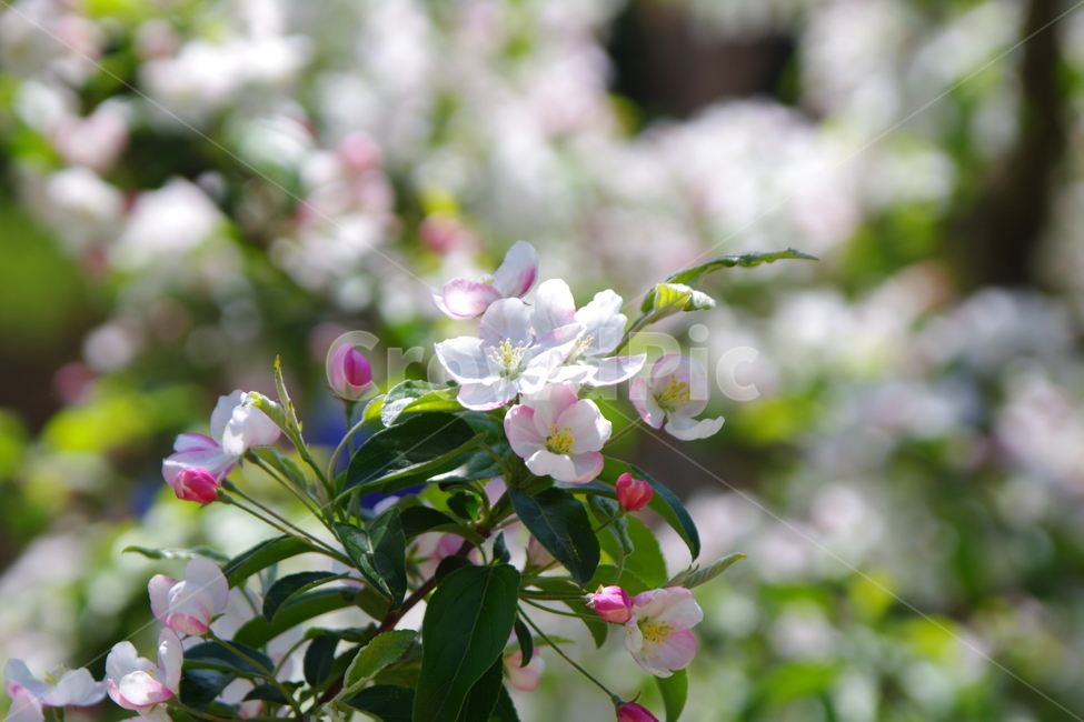 봄,봄경치,plant,식물,blossom,flower,꽃,봄꽃