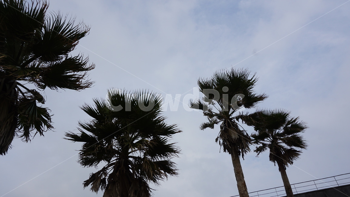 tree,나무,plant,식물,palmtree,야자수,arecaceae,제주