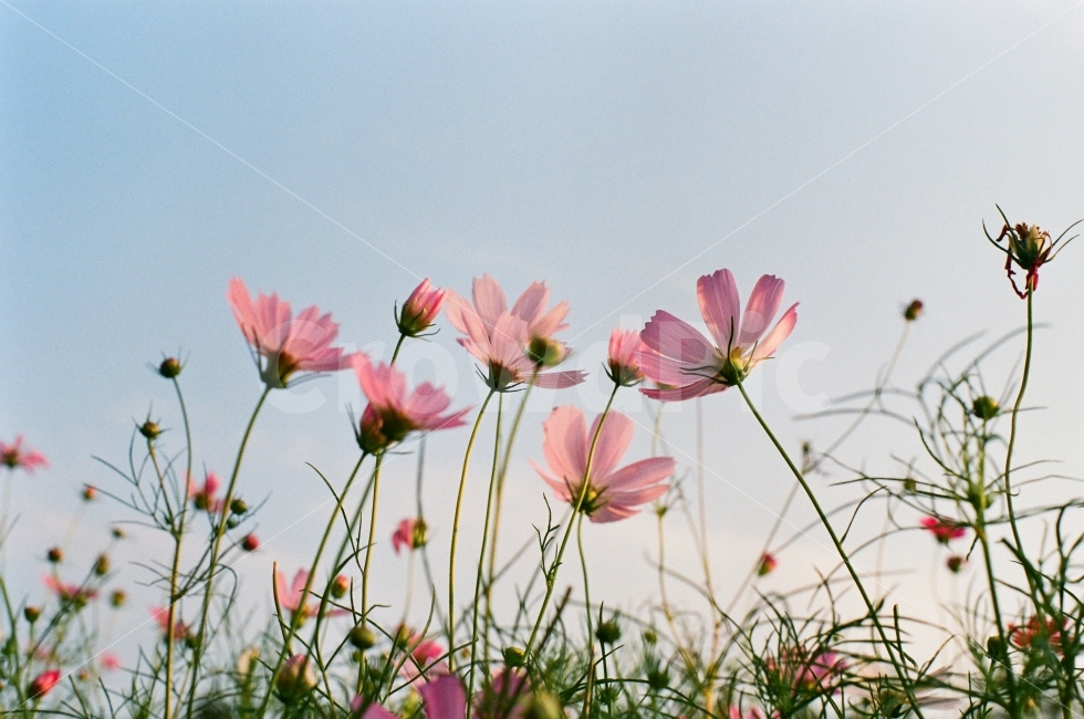 코스모스,감성,경주,하늘,꽃,가을,계절,fall,autumn,season,식물,자연,plants,nature,꽃,flower,감성,sensible,feeling,plant