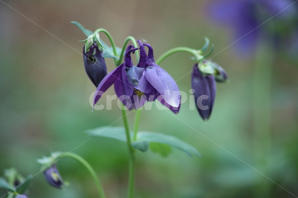 매발톱,매발톱꽃,봄,한송이,orientalcolumbine