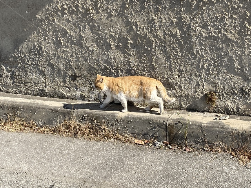 고양이,길고양이,길냥이,떠돌이,외로운,애완동물,동물,cat,animal,street,streetanimal
