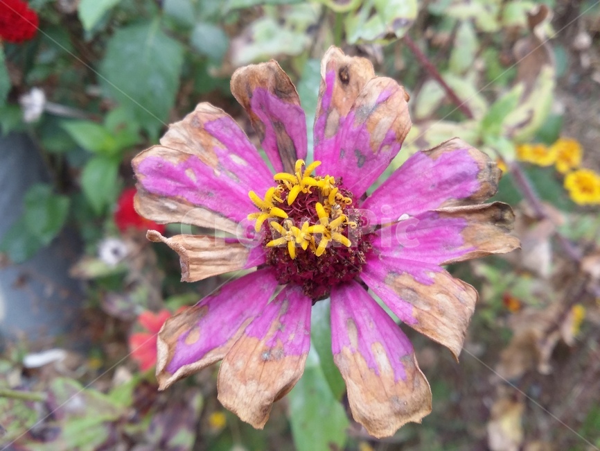 식물,plant,flower,꽃,자연,식물,자연,plants,nature,꽃,flower