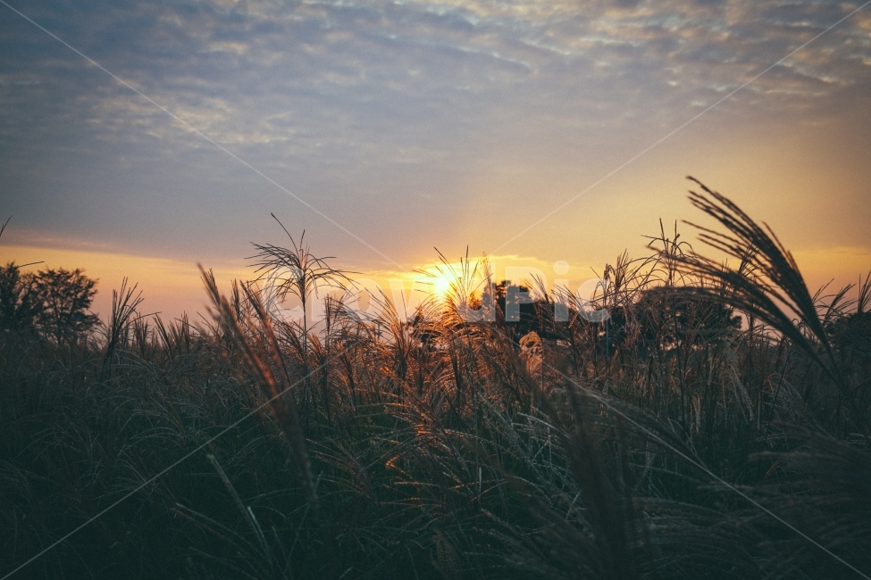 억새,노을,자연,감성,분위기,풍경,노을빛,자연,풍경,nature,landscape,감성,sensible,feeling,grass,잔디,plant,식물,outdoors,옥외