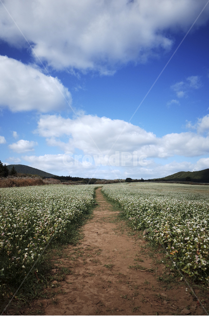 field,들,들판,흰,하얀,white,흰색,흰꽃,하얀꽃,whiteflower,green,초록,푸른,파란,blue,하늘,sky,구름,cloud,자연,nature,흙길,dirtroad,road,도로,ground,바닥