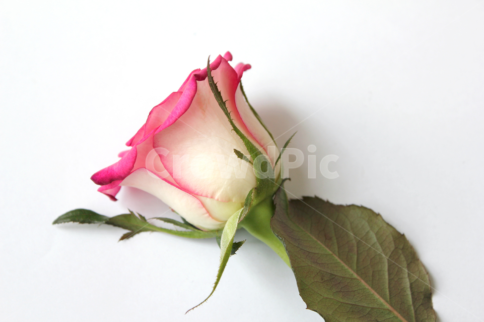 꽃,장미,장미꽃,핑크,생화,rose,flower,pink,신선한,green,leaf,leaves,녹색,그린,잎,나뭇잎,장미잎,탑앵글,식물,사랑,로맨스,love,romantic,한송이,one,꽃,flower,누끼,remove background