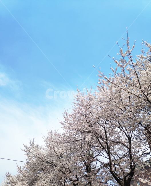 벚꽃,cherryblossom,꽃,봄,spring,식물,plant,하늘,sky,파란하늘
